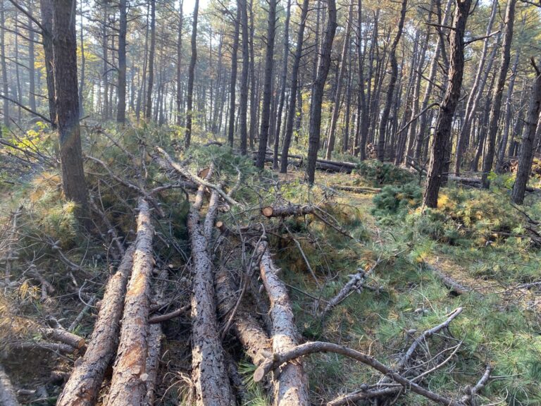 Taglio di utilizzazione forestale