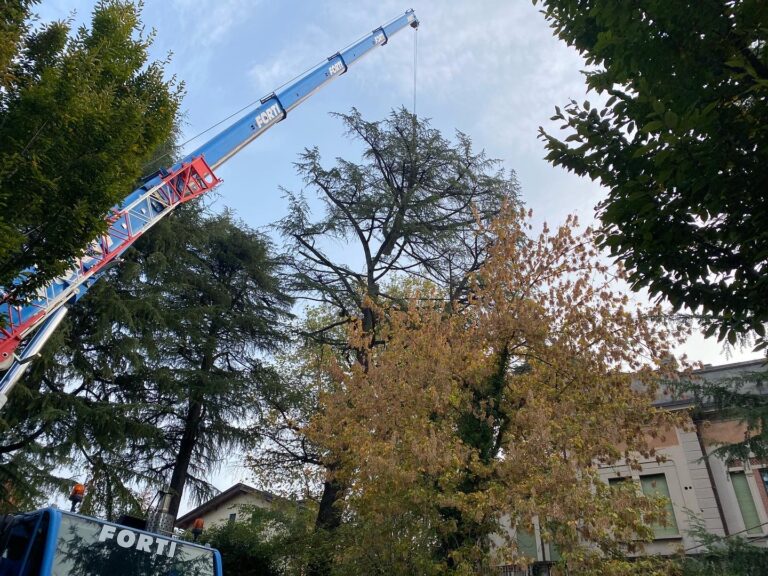 Abbattimento controllato cedro secolare - S.I.E.C.O. Comune di Cassano Magnago (VA)