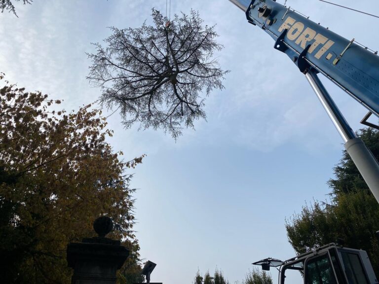 Abbattimento controllato cedro secolare - S.I.E.C.O. Comune di Cassano Magnago (VA)